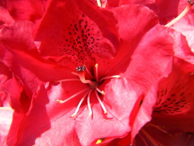Flowers bloom blooming