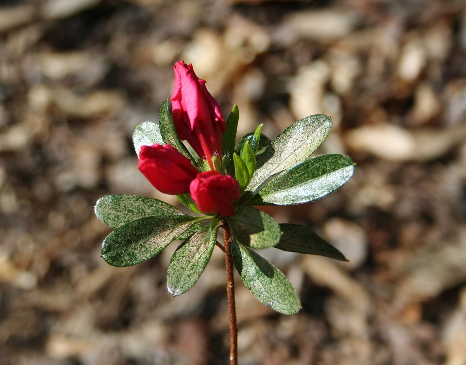 Natural blossom bloom