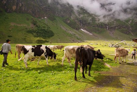 Canton of glarus glarus cows photo