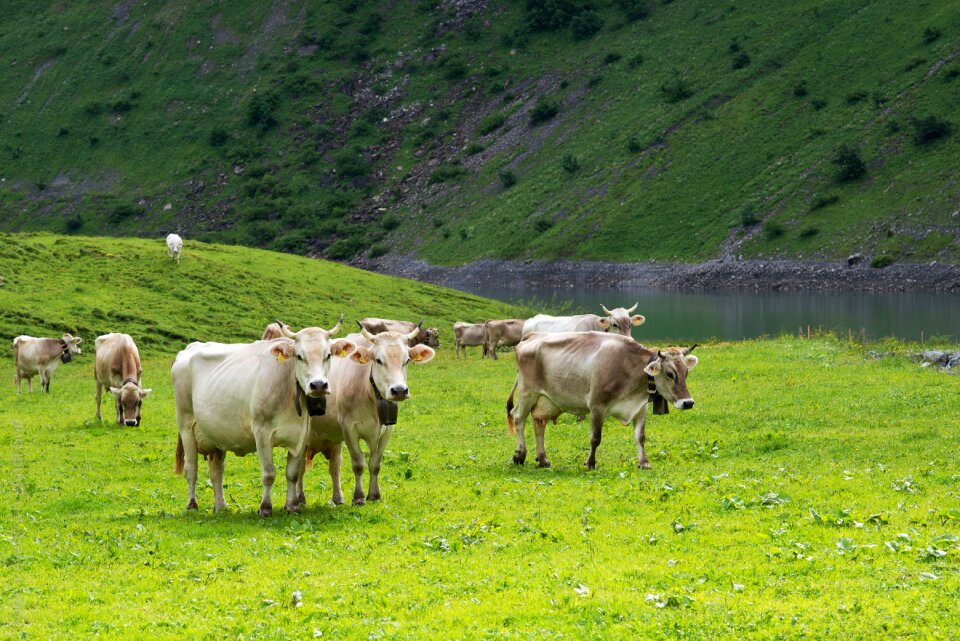 Canton of glarus glarus alp