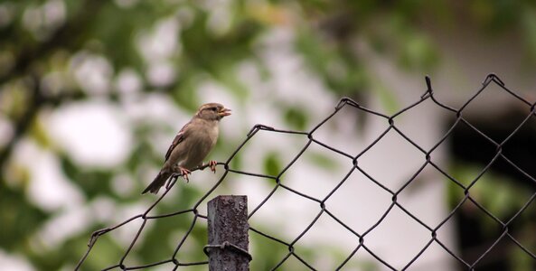 Nature animal