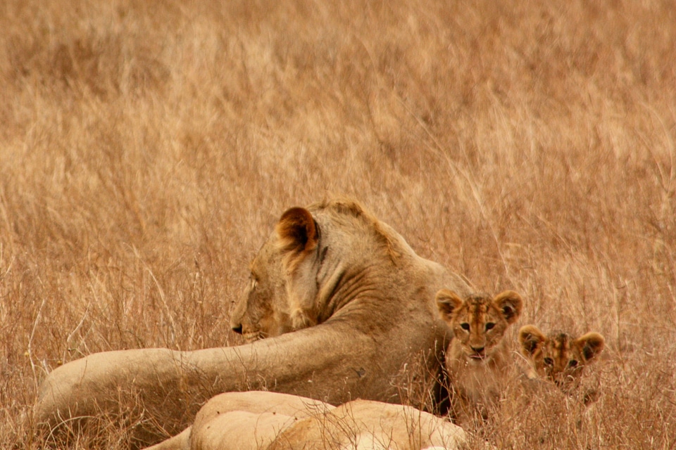 Family wild mammal photo