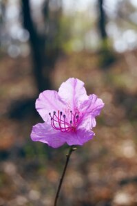 Pink flower nature landscape