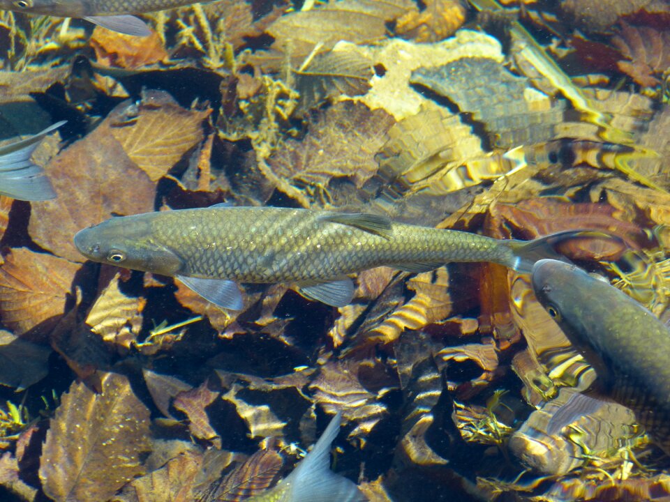 Clear underwater transparent