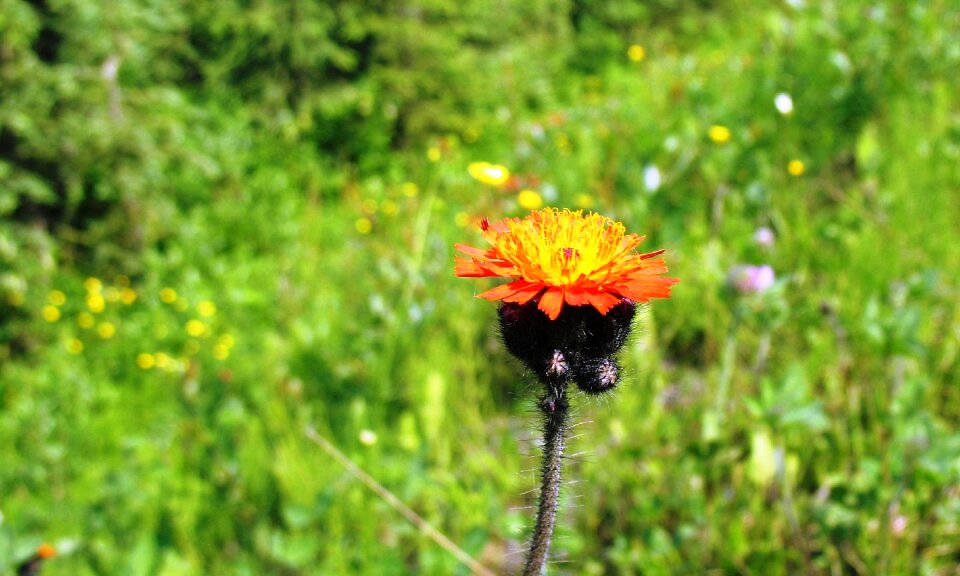 Bloom blooming nature