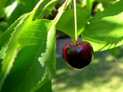 Fruit nature garden photo