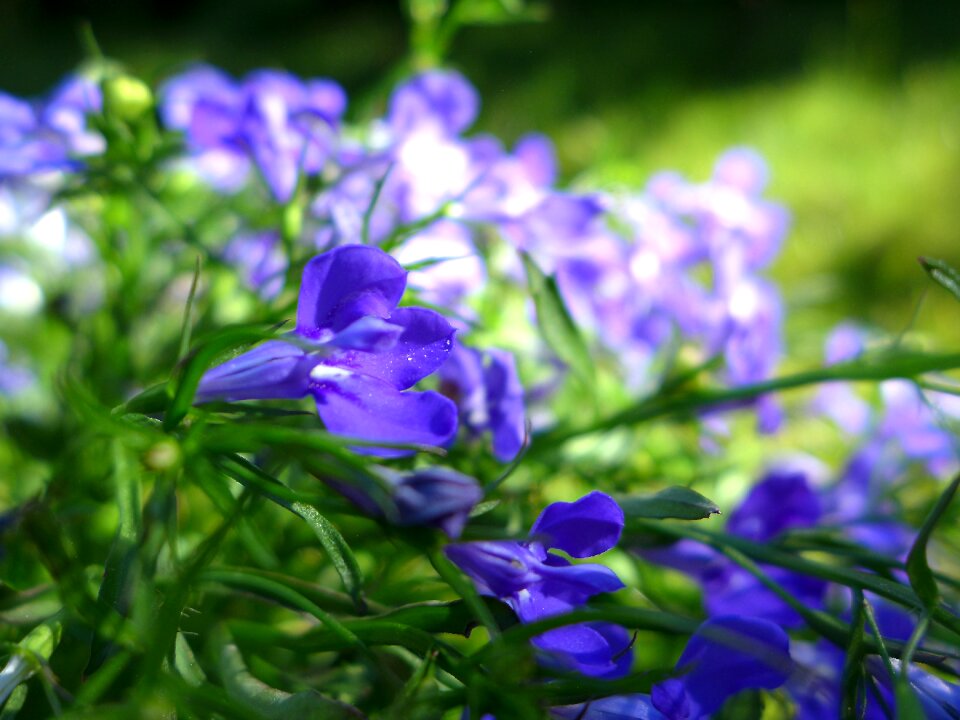 Garden ornamental plant flowers