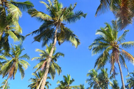 Nature plantation