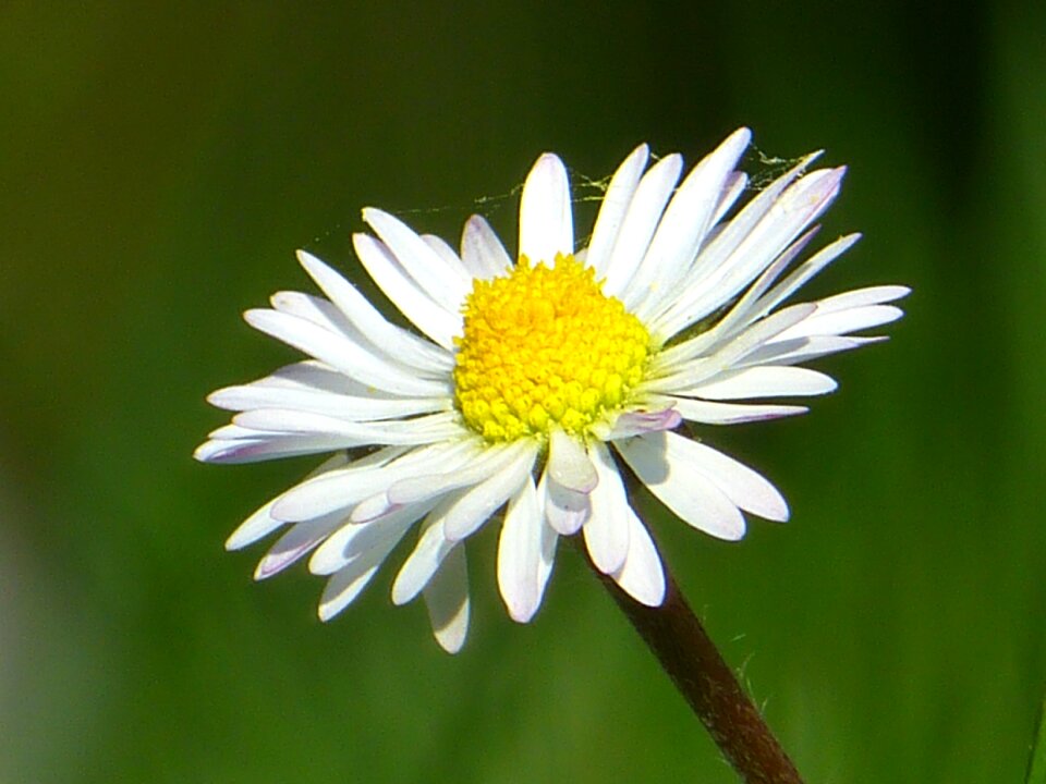 Bloom plant nature