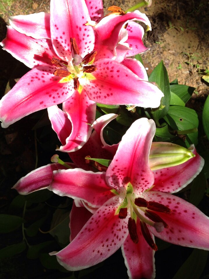 Nature fragrance floral