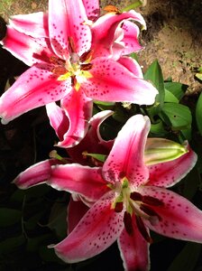 Nature fragrance floral