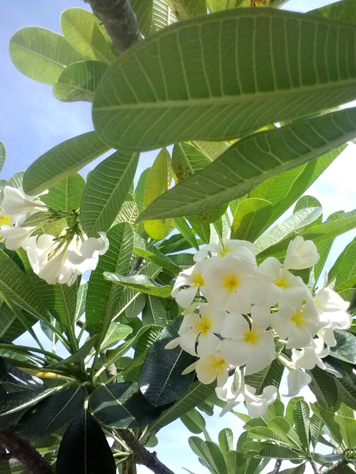 Flora summer flowers