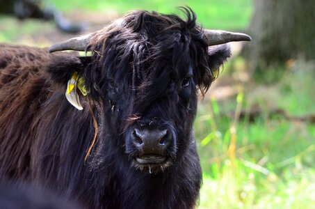 Black fur horns