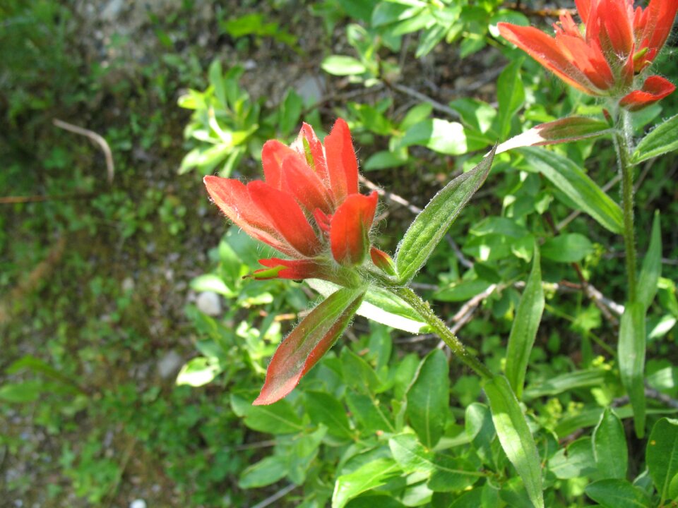 Bloom blooming nature