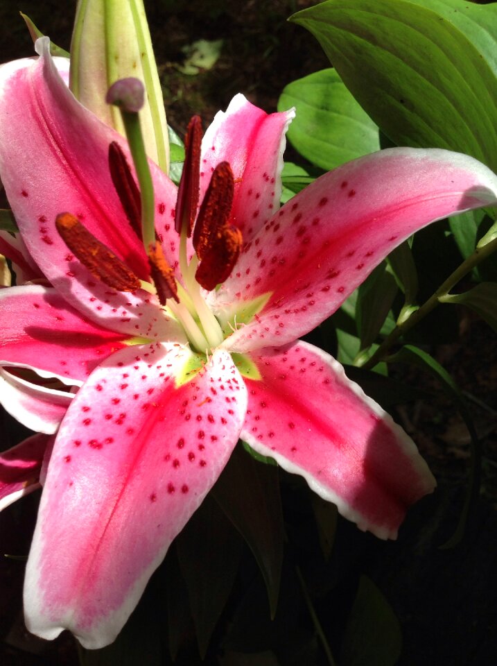 Color garden beauty