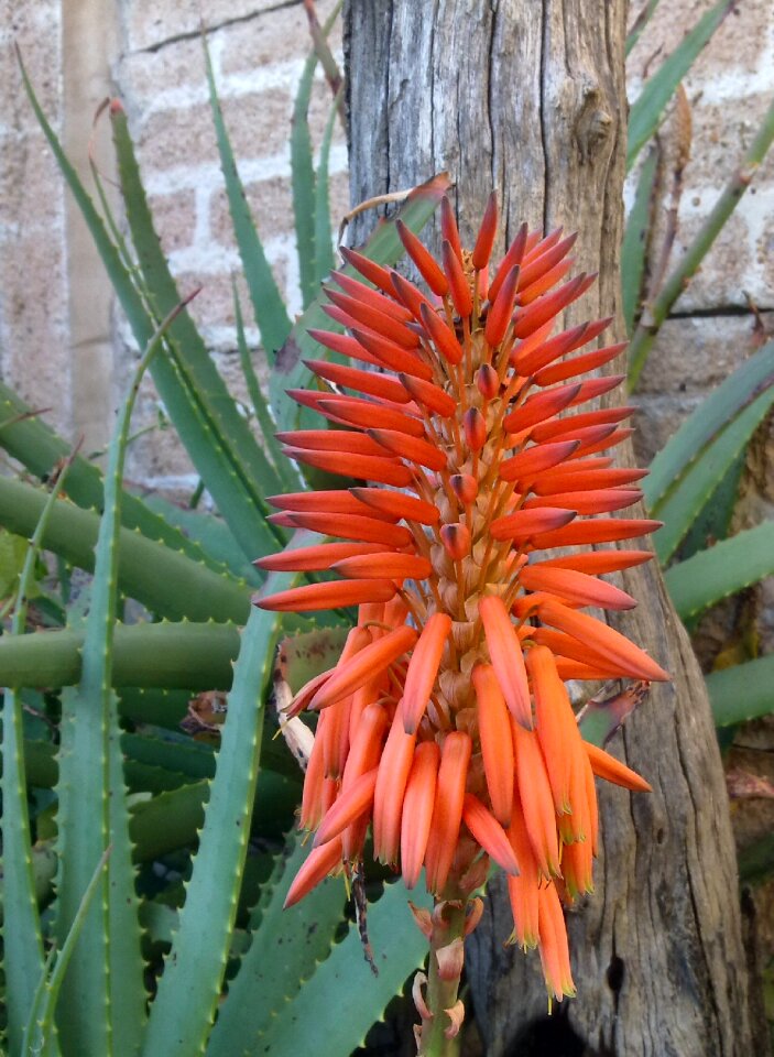 Nature plant succulent