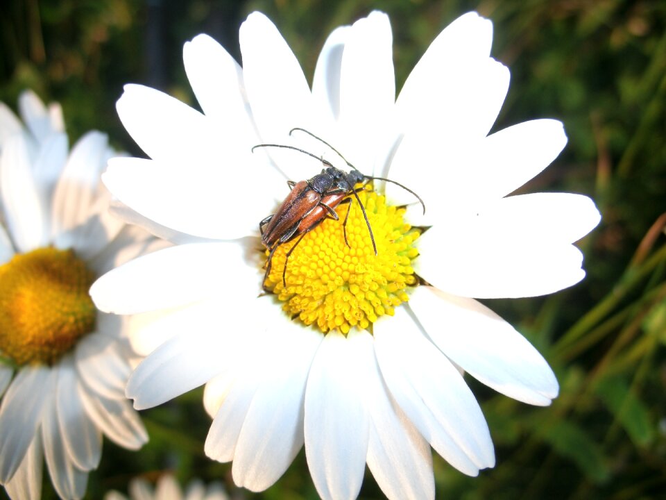 Flower insect nature