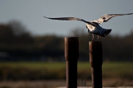 Iron post wings