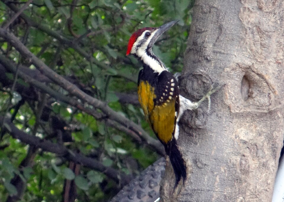 Lesser golden-backed woodpecker lesser goldenback bird