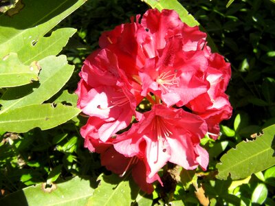 Bloom blooming nature