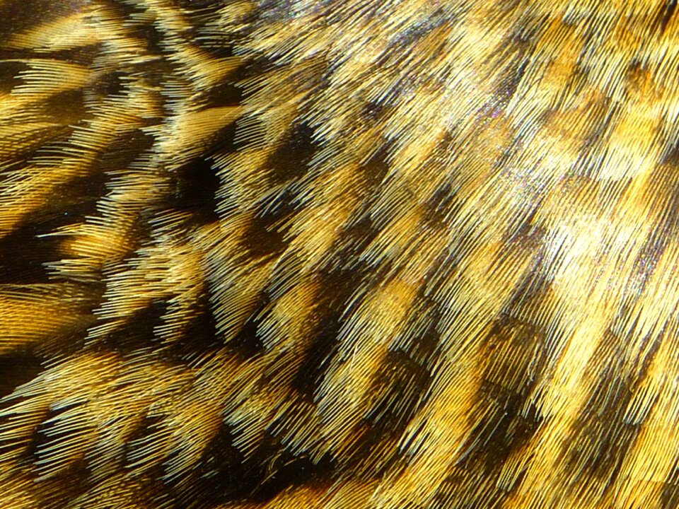 Plumage brown mallard