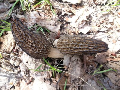 Morchella conica spring nature