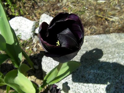 Flowers bloom blooming