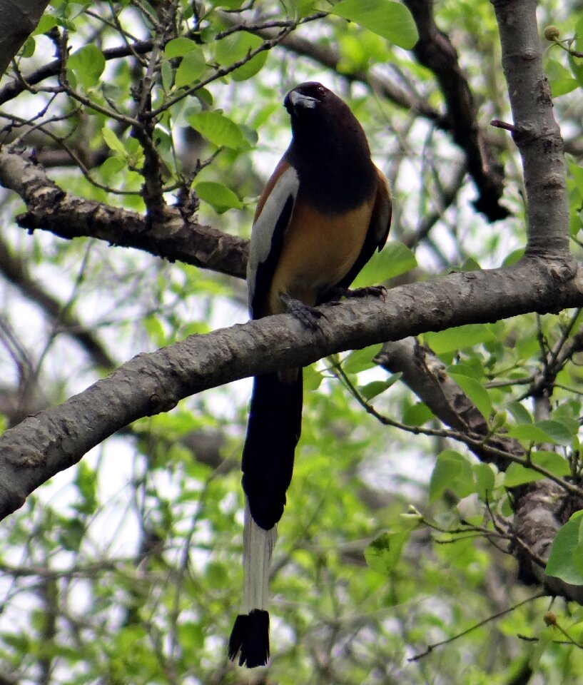 Bird bharatpur bird sanctuary