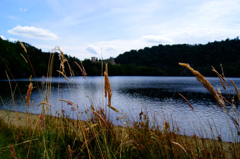 Grass nature meadow