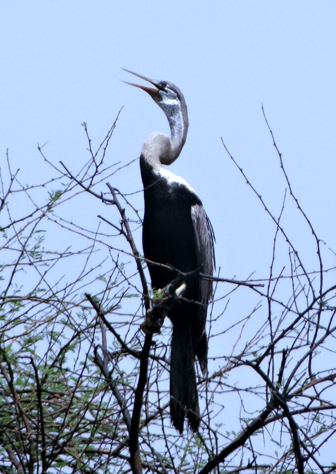 Anhingidae bird bharatpur national park