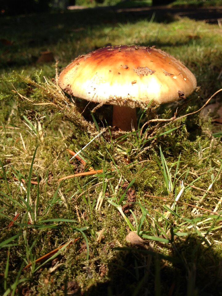 Forest forest mushrooms flora