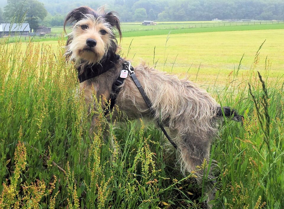 Pet small dog hybrid
