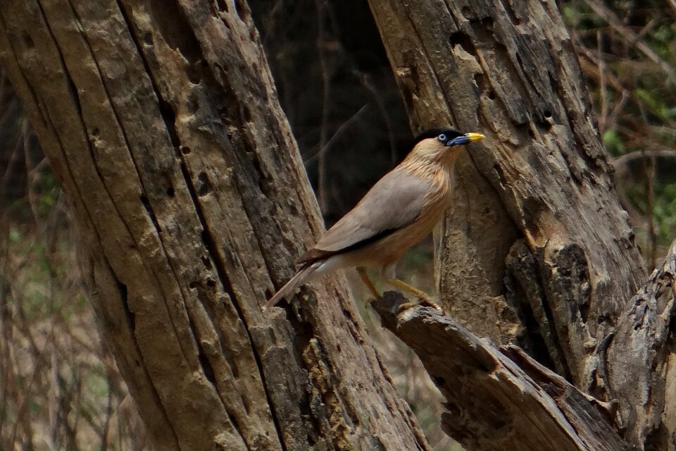 Myna bird bharatpur