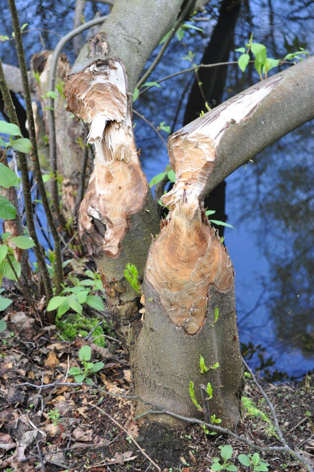 The destruction of the beavers nature