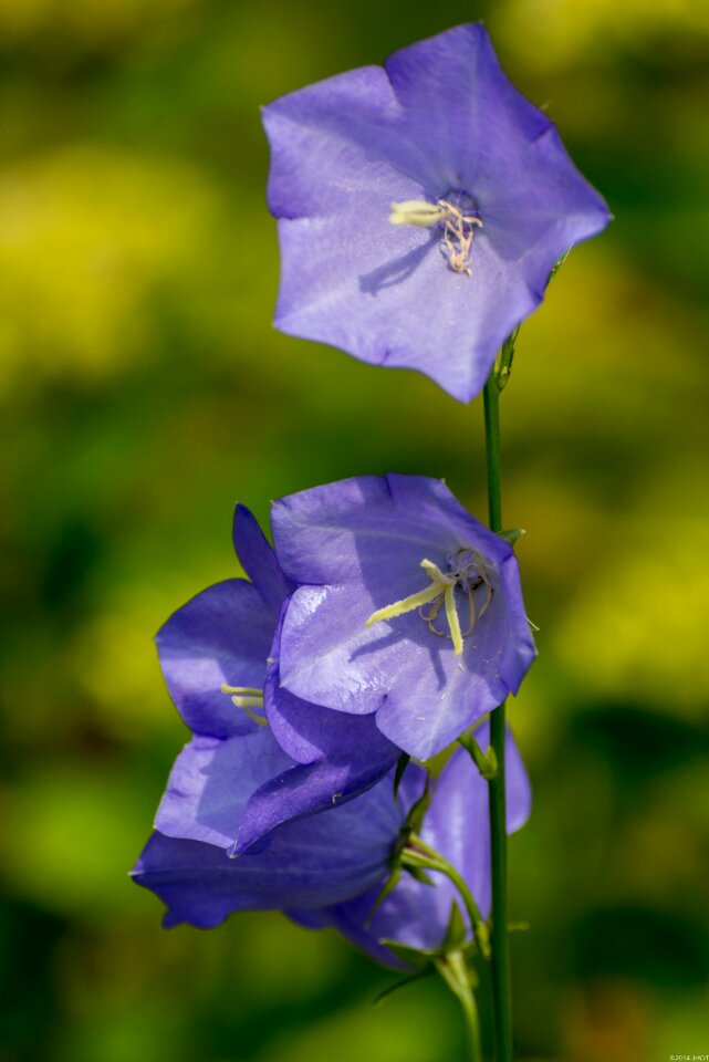 Summer netherlands campanula
