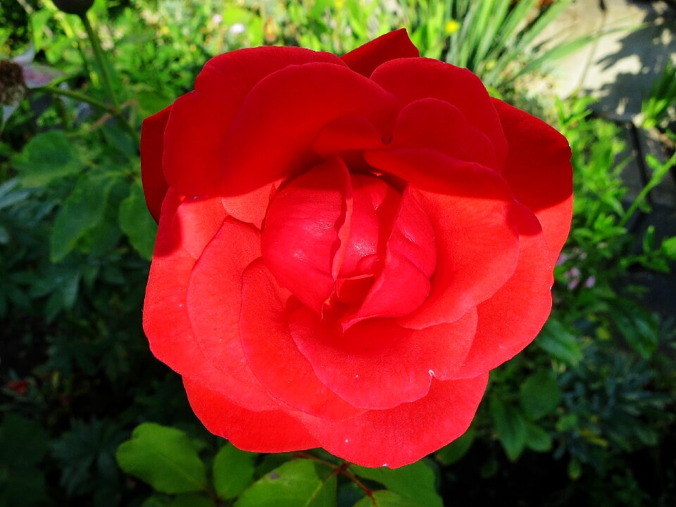 Romance blossom bloom
