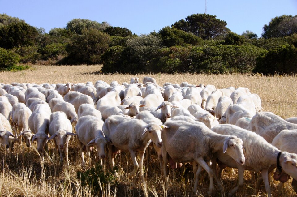 Animals sardinia landscape photo