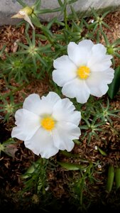 Flower white nature