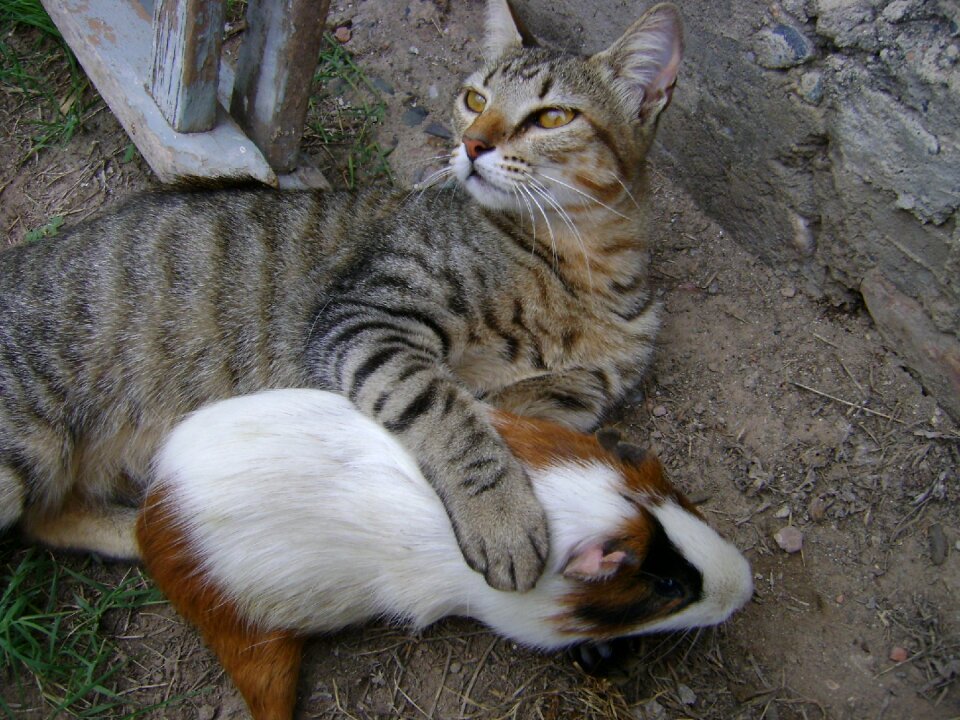 Animals pets rodent
