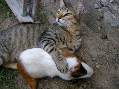 Animals pets rodent