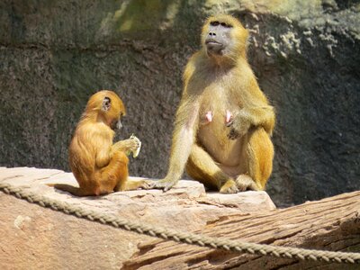 Mahogany macaque species old world monkey relatives