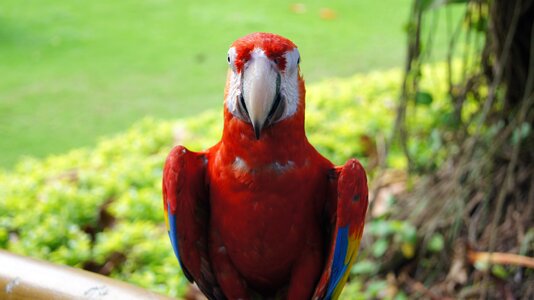 Colorful animal tropical