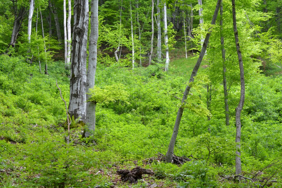 Nature green environment