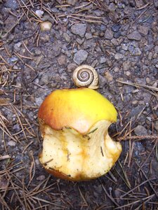 Nibbled on food fruit