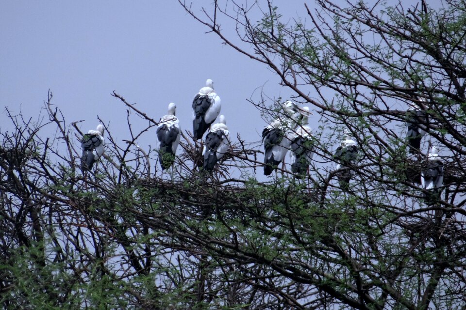 Nesting bharatpur india