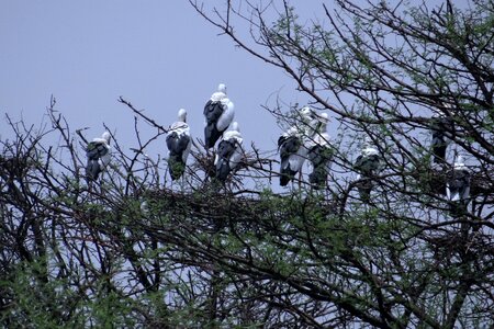 Nesting bharatpur india