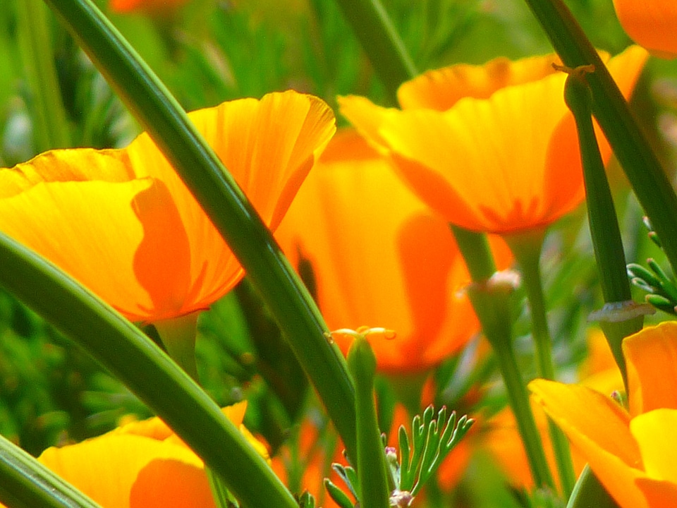 Mohngewaechs papaveraceae poppy