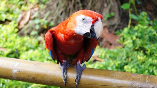 Colorful animal tropical