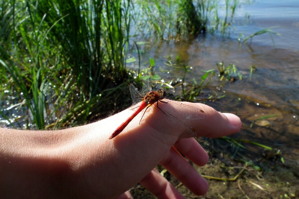 Hand river insect