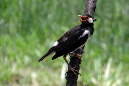 Gracupica contra bird bharatpur national park